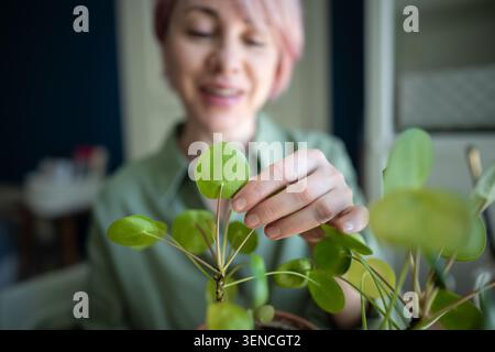 Donna matura sorridente giardiniere casa che controlla Pilea peperomioides piante fogliame condizioni di salute Foto Stock