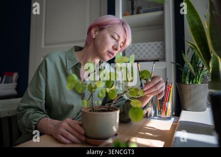 Donna concentrata amante delle piante che ispeziona in vaso Pilea peperomioides condizione delle foglie di pianta Foto Stock