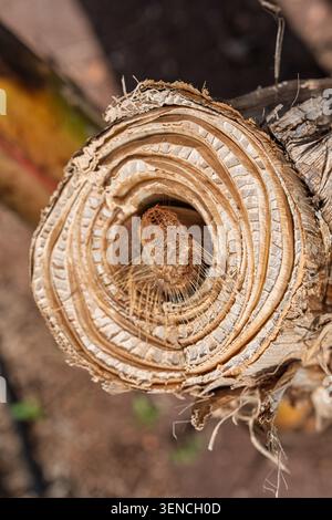Tagliare la sezione trasversale del tronco a banana mostrando gli strati concentrici e intricati dettagli macro isolati su Foto Stock