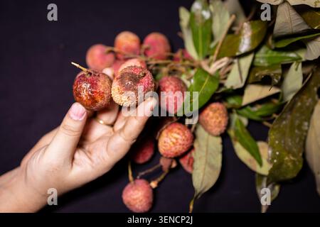 primo piano del litchi marcio con pelle ruvida e dettagli di contaminazione micotica Foto Stock