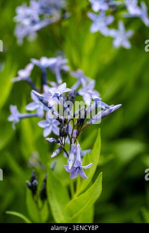 Ritratto naturale in primo piano di una pianta in fiore della deliziosa Amsonia 'Blue Ice', bluestar 'Blue Ice' nel sole amabile dell'inizio dell'estate. in fiore, mozzafiato, Foto Stock