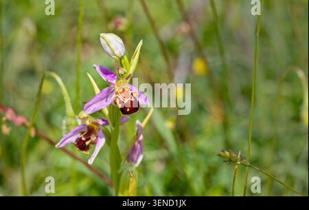 Orchidea delle api (Ophrys apifera), uno stelo fiorito, Green Down, Somerset, Regno Unito. Foto Stock