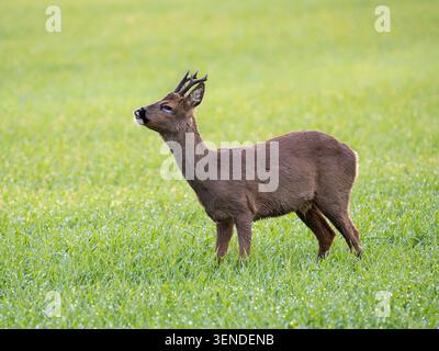 Maschio Roe Deer alias Roe Buck (Capreolus capreolus), in cappotto estivo, in piedi nel campo dei cereali invernali, fenland, Cambridgeshire, Inghilterra Foto Stock