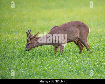 Maschio Roe Deer, noto anche come Roe Buck (Capreolus capreolus), in cappotto estivo, nutrizione nel campo dei cereali invernali, fenland, Cambridgeshire, Inghilterra Foto Stock
