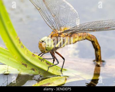 Donna Norfolk Hawker, alias Hawker dagli occhi verdi (isocele di Aeshna), ovodeposizione, Strumpshaw Fen, Norfolk Foto Stock