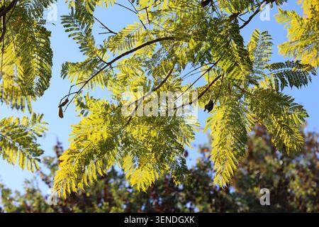 rami retroilluminati dell'albero di jacaranda Foto Stock
