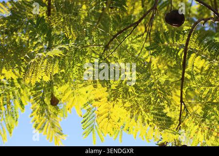 rami retroilluminati dell'albero di jacaranda Foto Stock