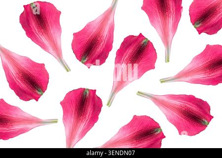Molti petali rosa caduti di fiore di alstroemeria isolati su sfondo bianco Foto Stock
