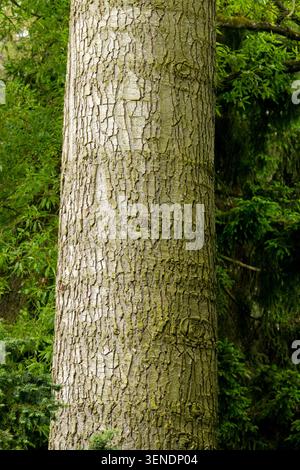 Corteccia d'albero di Nobile Fir Abies procera "Glauca" Foto Stock