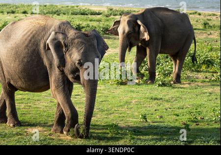 Due elefanti che pascolano nel parco nazionale di Udawalawa Foto Stock