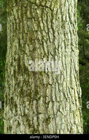 Corteccia di quercia Shingle Quercus imbricaria Foto Stock