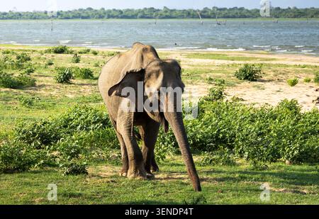 Un elefante che pascolava nel parco nazionale di Udawalawa Foto Stock