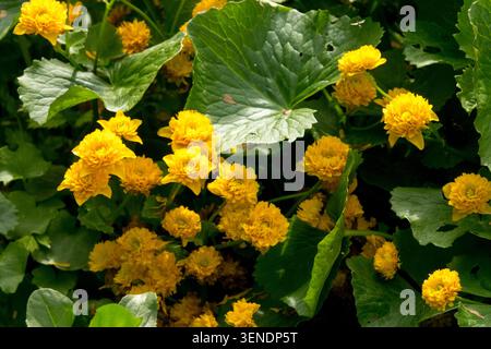 Dettaglio di fiori gialli di Marsh Marigold Caltha palustris 'Plena' in un giardino primaverile Foto Stock