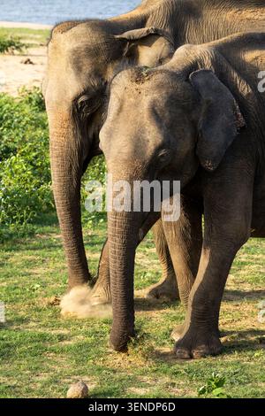 Due elefanti che pascolano nel parco nazionale di Udawalawa Foto Stock