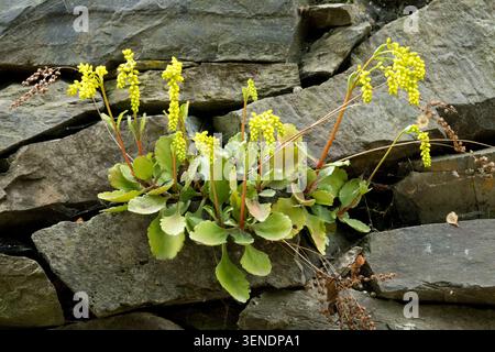 Umbilicus oppositifolius su un muro di pietra grigia Foto Stock