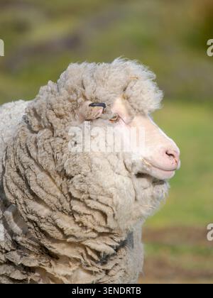 Pecora merino (Ovis gmelini aries) sulle isole Falkland. L'allevamento di ovini è ancora di grande importanza economica per le isole Falkland. Sud America, Foto Stock