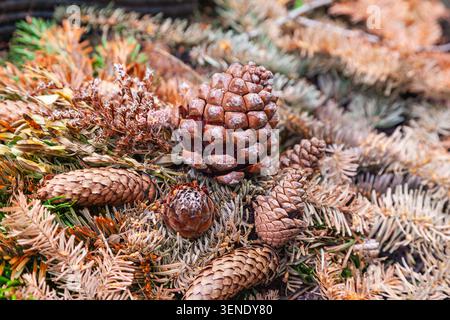 Primo piano della decorazione naturale delle tombe fatta di coni di pino e rami di conifere secche in un cimitero Foto Stock