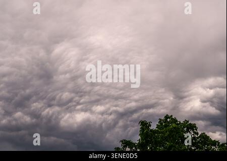 Nuvole di tempesta scure che si formano sopra il fogliame verde prima di forti piogge. Foto Stock