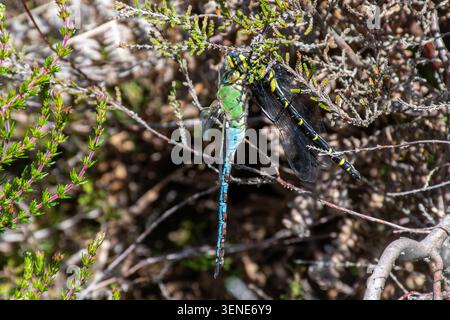 Dragonfly imperatore (Anax imperator) che si nutre di una dragonfly ad anello dorato (Cordulegaster boltonii) nella brughiera del Surrey, Inghilterra, Regno Unito Foto Stock