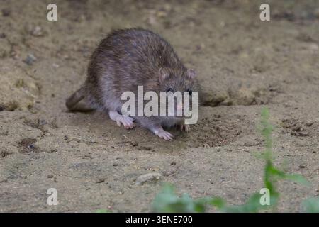 Ratto marrone Rattus norvegicus pelo marrone grigio piedi e orecchie rosa coda lunga affusolata beady occhi neri piccole orecchie rotonde in cuoio di uccelli estate Inghilterra Regno Unito Foto Stock