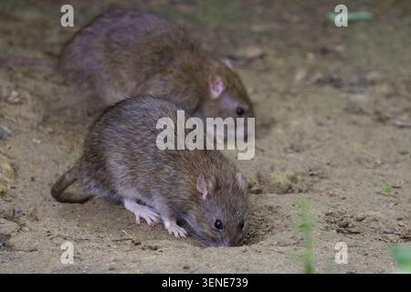 Ratto marrone Rattus norvegicus pelo marrone grigio piedi e orecchie rosa coda lunga affusolata beady occhi neri piccole orecchie rotonde in cuoio di uccelli estate Inghilterra Regno Unito Foto Stock