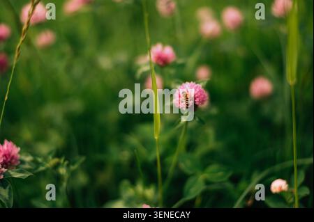 Un'ape si siede su un trifoglio Foto Stock