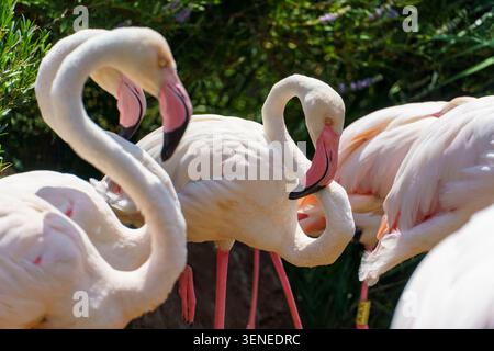 Un gruppo di eleganti fenicotteri che impreziosiscono le loro morbide piume rosa e bianche davanti al verde Foto Stock