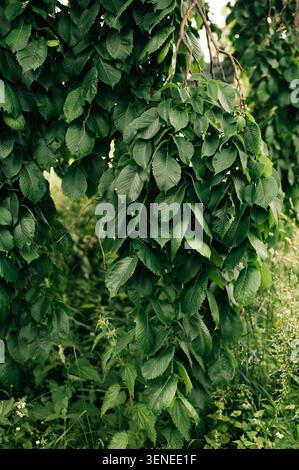 Ramo sospeso con foglie verdi Foto Stock