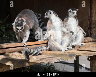 Tre lemuri dalla coda ad anello sono visti in un recinto dello zoo di Londra. Uno cammina mentre altri due si siedono, prendono il sole e osservano l'ambiente circostante. Foto Stock