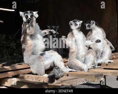 Tre lemuri dalla coda ad anello sono visti in un recinto dello zoo di Londra. Prendere il sole e osservare l'ambiente circostante. Foto Stock