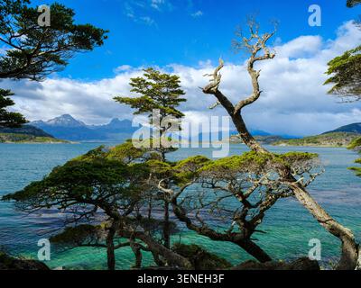 Costa del canale di Beagle. Paesaggio nel Parco Nazionale della Terra del fuoco. Sud America, Argentina, Patagonia, Terra del fuoco, estate Foto Stock