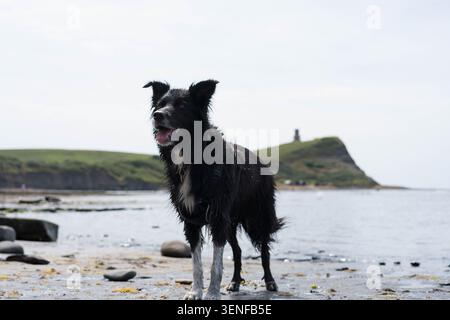 Un cane Wet Happy Border Collie, in piedi sul mare, Dorset, Regno Unito Foto Stock