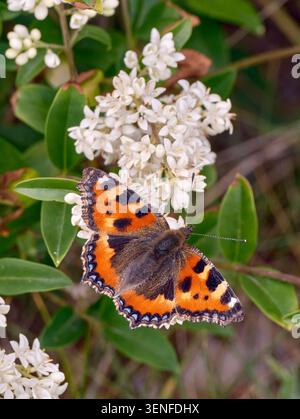 Piccola guscio di tartaruga che si avvicina al Wild Privet. Harewood Common, Andover, Hampshire, Inghilterra. Foto Stock
