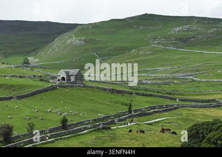 Tradizionale fienile in pietra calcarea e muretti a secco su colline verdi tipiche di Malham, Yorkshire Dales National Park, North Yorkshire, Regno Unito. Foto Stock