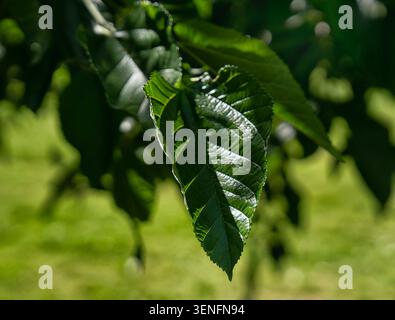 Vista ravvicinata di una foglia di albero in un parco rurale Foto Stock