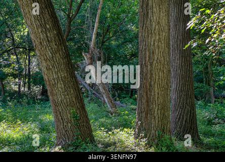 Un boschetto di alberi maturi in un parco rurale Foto Stock