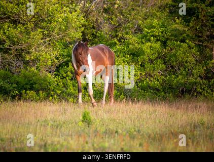 Un pony selvaggio (Equus caballus) conosciuto come 'Jack Seabright' presso Assateague Island National Seashore, Maryland Foto Stock
