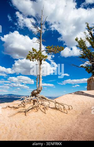 Un pino Bristlecone (Pinus longaeva) con radici esposte vicino a Inspiration Point, Bryce Canyon National Park, Utah Foto Stock