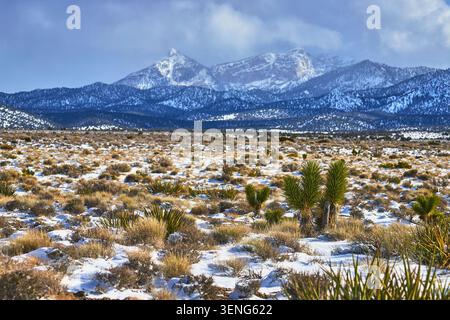 Joshua Trees ricoperti di neve e Desert Landscape con Mount Charleston, Nevada Foto Stock