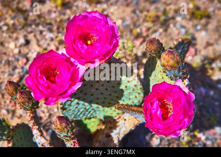 Vibranti fiori di Cactus rosa che fioriscono su Prickly Pads nella sorgente del deserto illuminata dal sole Foto Stock