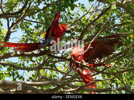 Macchia rossa e gialla, macchia rossa e azzurra o macchia rossa o petto rosso, Scharlachara, Ara rouge, Ara macao, sárgaszárnyú ara Ara, Manuel Antonio Foto Stock