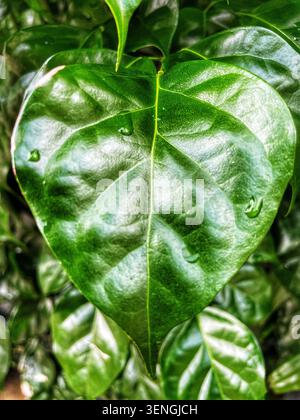 Primo piano di una foglia verde a forma di cuore con una superficie liscia e lucida e goccioline d'acqua. Texture vivida e simmetria naturale. Foto Stock