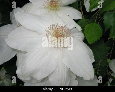 Clematis Fuyu-no-tabi ibrido, identificabile per i suoi grandi sepali bianchi cremosi e gli stami rossi scuri a contrasto Foto Stock