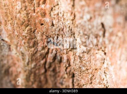 Vespa Ichneumon con posizionamento OVI (Lissonata sp.) A Richmond Park, Surrey Foto Stock