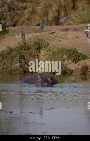 Hippopotamus parzialmente sommerso in un fiume con aironi sulla riva del Serengeti National Park, Tanzania. Foto Stock