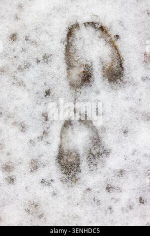 Cervo europeo (Dama dama) primo piano di piste / impronte sulla neve in inverno Foto Stock