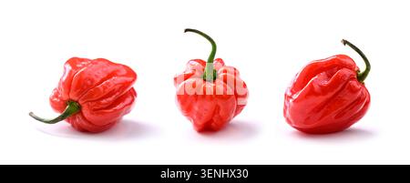 Tre peperoni habanero rossi allineati su sfondo bianco composizione minima. Trio di peperoncino fresco, stile pulito, ingrediente piccante Foto Stock