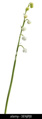 Il giglio della valle - fiori isolati su sfondo bianco Foto Stock