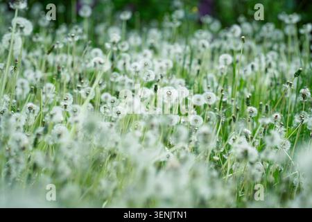 Prato ricoperto di soffici leoni di fiori di sfogo. Arioso prato di dente di leone. Pianta invasiva, erbacce. Foto Stock