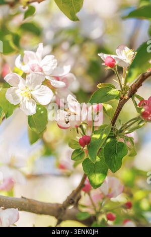 Fiori di mele impollinanti api al Branch Spring Garden Foto Stock